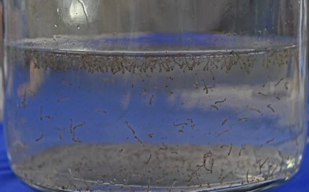 Boletim Epidemiológico: MS registra 8.319 casos confirmados de dengue