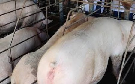 Competitividade da carne suína frente à bovina cresce