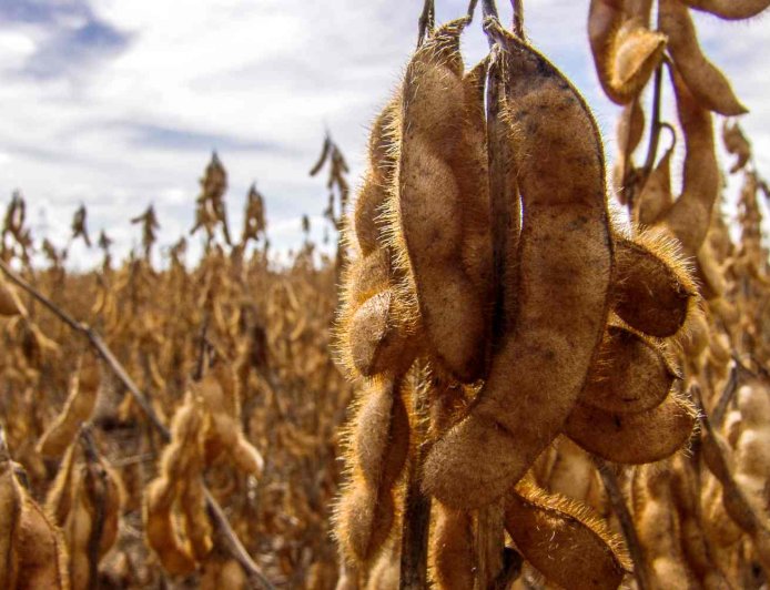 Clima: Embrapa lista medidas para proteger agropecuária dos impactos do El Niño