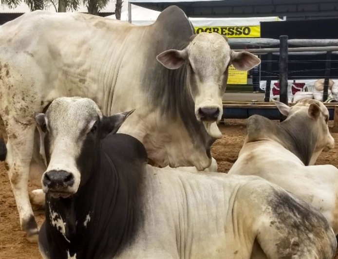 Valorizada: Arroba do boi segue em alta, veja como os preços fecharam a semana