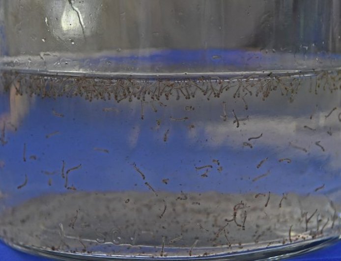 Boletim Epidemiológico: MS registra 79 casos confirmados de dengue