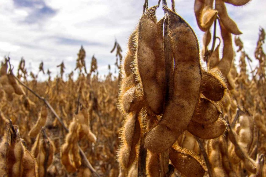 Conab atualiza dados e aponta atraso na temporada de soja 25/26; mercado reage na semana