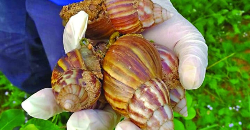 Chuva causa infestação de caramujo africano em bairros da Capital