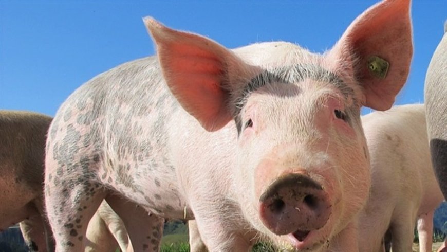 Suínos: poder de compra frente ao farelo volta a cair