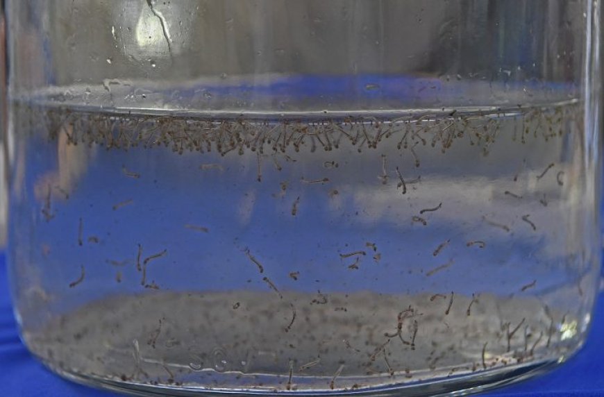 Boletim Epidemiológico: MS registra 8.319 casos confirmados de dengue