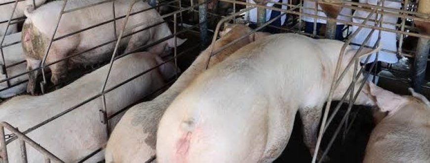 Competitividade da carne suína frente à bovina cresce