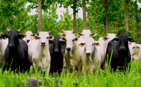 Busca por eficiência na pecuária leva produtores a repensarem o manejo de pastagens