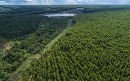 Governo de MS paga por floresta preservada e impulsiona nova economia