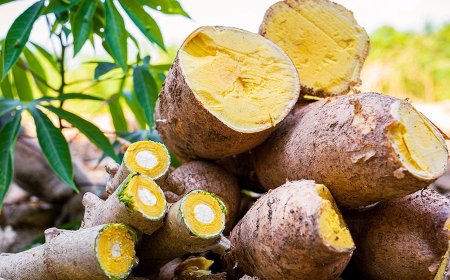 Embrapa lança nova variedade de mandioca resistente às principais doenças da cultura