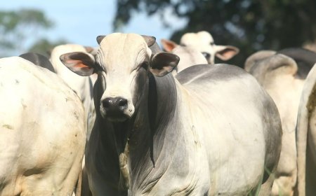 Arroba do boi gordo deve ter novas altas graças aos EUA e à demanda interna