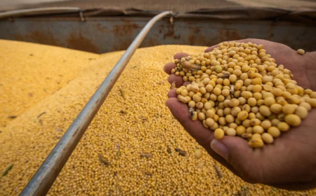 USDA decepciona, Conab projeta safra e atenção segue no clima irregular nas lavouras de soja