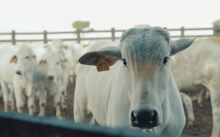 Preço do boi gordo hoje: confira as cotações da arroba pelo país