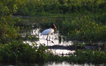 Governo consolida preservação de 126 mil hectares no Pantanal e abre nova chamada do PSA em 2026
