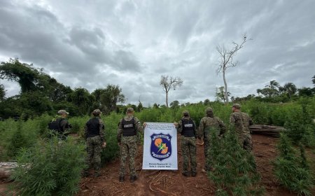 Plantação de maconha é destruída na fronteira com o MS
