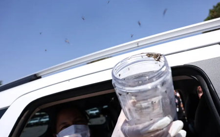 Para frear reprodução do Aedes: Saúde libera mosquitos estéreis