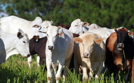 Amanhã quarta-feira (31): Campanha de vacinação contra a brucelose termina