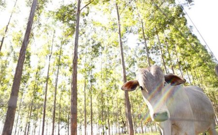 MS conduz recuperação de pastagens e se consolida como referência nacional em agropecuária sustentável