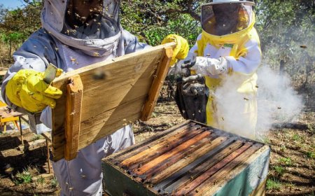 Mato Grosso do Sul: Formalização muda o perfil da apicultura familiar