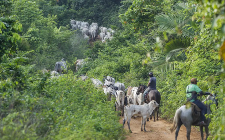 Pará: Vaqueiro contratado pelo Ibama é morto em terra indígena