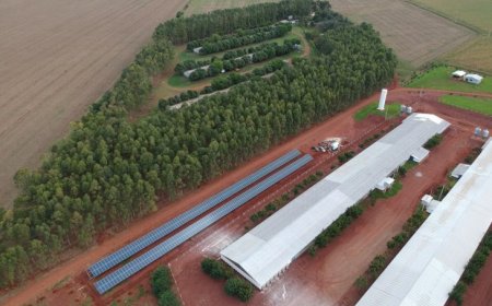 Programa Frango Vida fortalece avicultura e estimula projeto de escola avícola em Mato Grosso do Sul