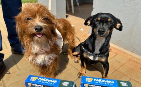 Governo de MS encerra 2025 com mais de 16 mil animais castrados e avanços históricos na proteção da vida animal