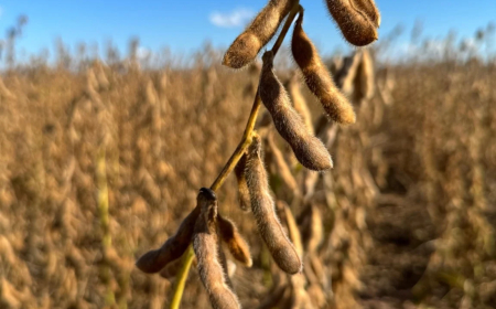 Frustra o mercado: Ritmo das compras chinesas de soja dos EUA passa a ditar preços em Chicago