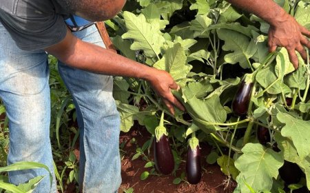 Alimentação Escolar da REE/MS impulsiona aprendizagem e fortalece agricultores familiares