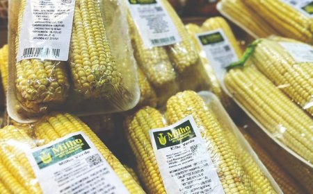 Em MS, valores são ainda menores: demanda fraca recua preços do milho em várias regiões do país