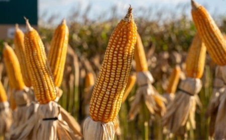 Mesmo em meio à colheita recorde: Preço do milho se mantém elevado em 2025