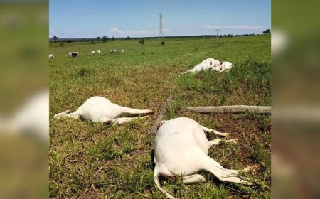 Prejuízo superior a R$ 30 mil: Queda de poste mata seis vacas em fazenda de Selvíria