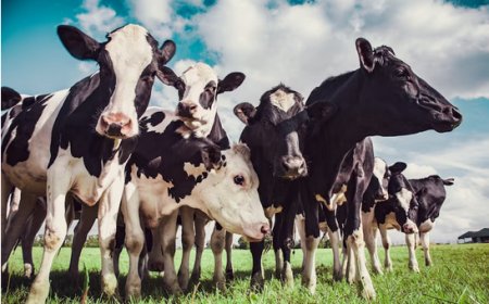 Veja como prevenir: Doença causa prejuízo de R$ 1.200 por vaca a produtores de leite