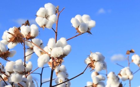 8% na produção em 2026: Algodão pessimismo com mercado fraco deve gerar queda