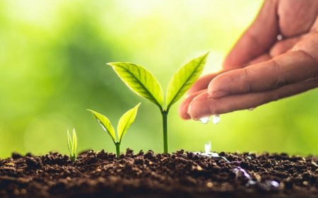 Em 2025: Brasil bate recorde no registro de novos insumos agrícolas