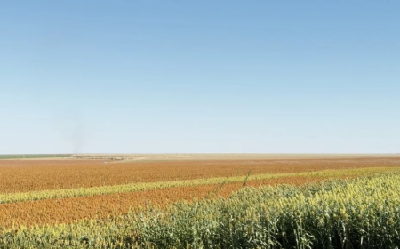 Entenda: Plantas daninhas, manejo na cultura do sorgo é estratégico para o país
