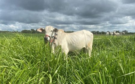Reduzem metano: Gramíneas consorciadas com leguminosas em ILP elevam ganho de peso dos bois