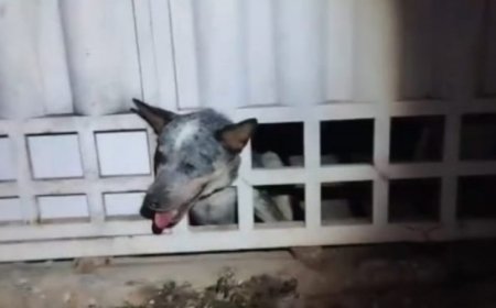 Corumbá: Cachorro é resgatado após ficar com a cabeça presa