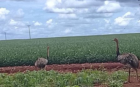 Neste domingo em MS: Calor predomina e tempestades podem ocorrem