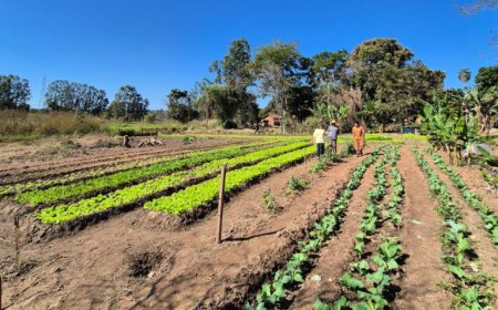Miranda: Segurança alimentar com identidade: Saberes Terena orientam práticas de cuidado
