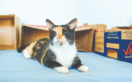 Pode evitar abandono de animais: Escolher um pet de forma consciente