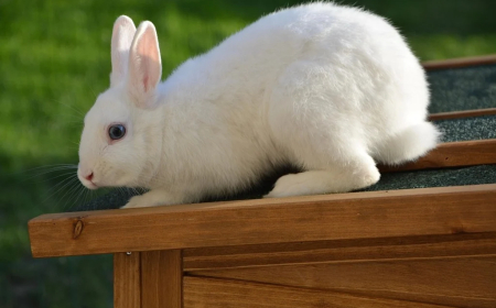 Paraná está prestes a produzir o primeiro leite de coelha do Brasil