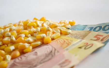 Forte demanda e preços em correção: Mercado de milho fecha 2025 com safra recorde