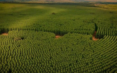 Resistência e produtividade no campo: Clones de eucalipto são testados