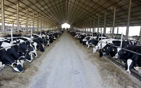 Produção de leite: Embrapa lança diretrizes para reduzir gases de efeito estufa