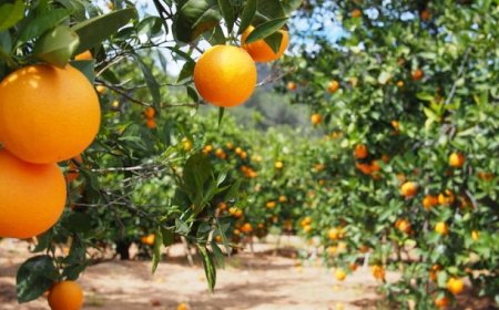 R$2,4 bi: Fronteira Produtiva: produção de laranjas em MS mira em ampliar citricultura