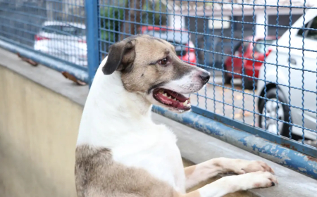 Para animais: Fogos de artifício acarretam sofrimento físico e risco