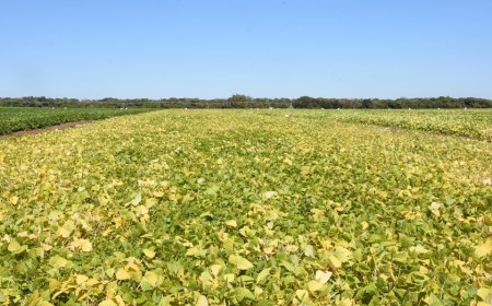 Diferentes culturas: Embrapa avança no desenvolvimento de bioinsumo multifuncional