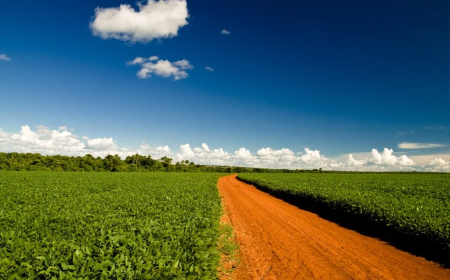 Moratória da Soja: Aprosoja MT analisa decreto que regulamenta o acordo