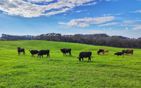 Saiba por quê: Ronda no confinamento é essencial para o sucesso na pecuária