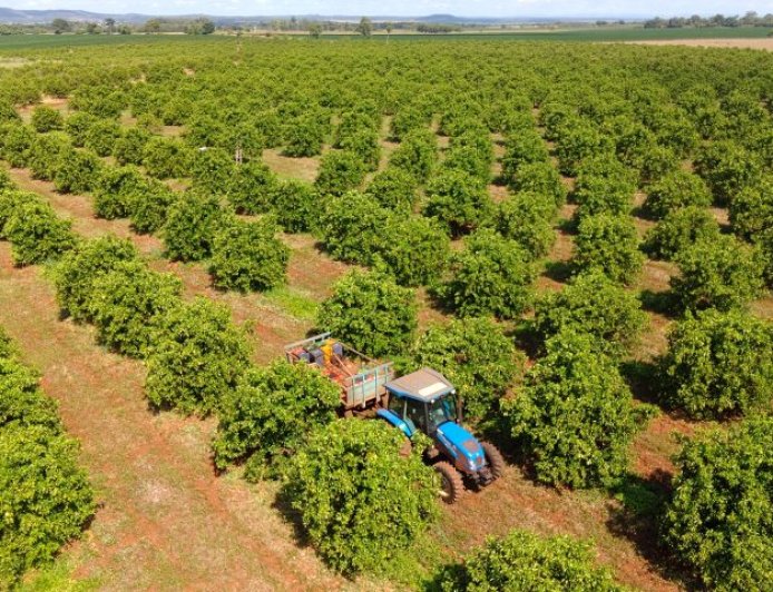 Citricultura: MS Citrus Summit vai debater nova fronteira produtiva em Três Lagoas