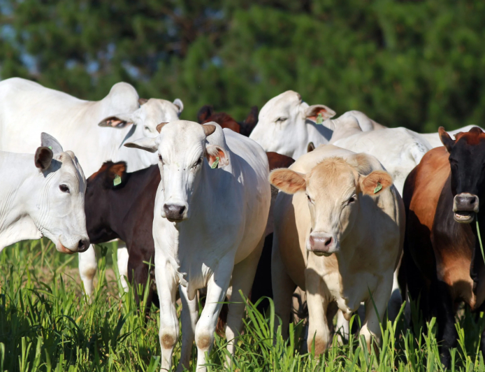 Preço: Pecuarista dita ritmo das negociações e vê sequência de alta na arroba